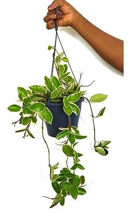 PLANTA NATURAL HOYA CARNOSA VARIEGATA M20 PERFECTA PARA INTERIOR