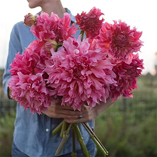 Mix Dahlia Zwiebeln-dahlien Knollen Kaufen-Dahlia Winterhart Staude Pflanzen,Dahlia Pflanze Anbau Einfach,Garten Topfpflanzen Können Gepflanzt Werden (4 Zwiebeln,A)
