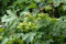 Acer campestre Feldahorn Gartenpflanze im Topf gewachsen ca. 80-100cm