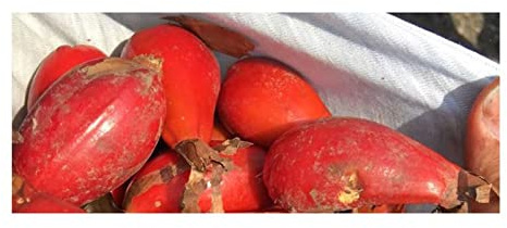 Stk - 10x Aframomum angustifolium Ingwer essbar Garten Pflanzen - Samen ID449 - Seeds & Plants Shop by Ipsa