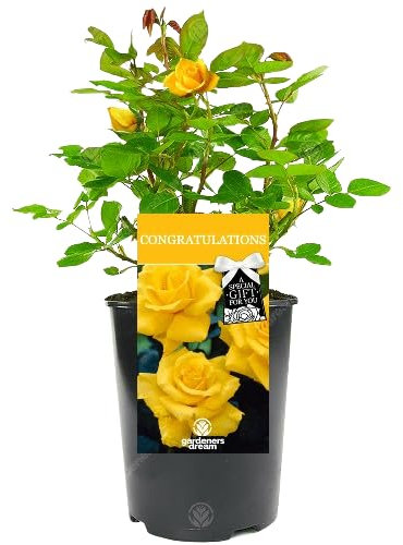 Rosal Arbustivo Amarillo Natural Planta de Primavera para Renovar tu Jardín