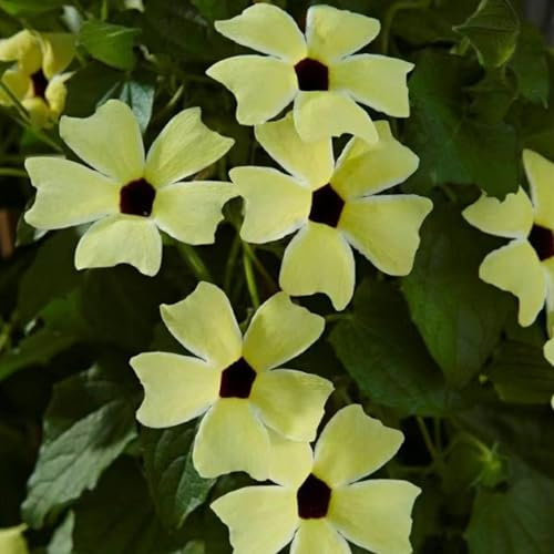 300 Pcs Schwarzäugige Susanne Winterhart Samen - Thunbergia Alata - Wildblumen Balkonblumen, Schnittblumen Samen Schwarzäugige Susanne - Samen, Deko Blumen, Bonsai Samen, Kletterpflanzen