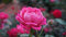 'Mum in a Million' Garden Rose Bush in 5.5L Pot (Live Plants)