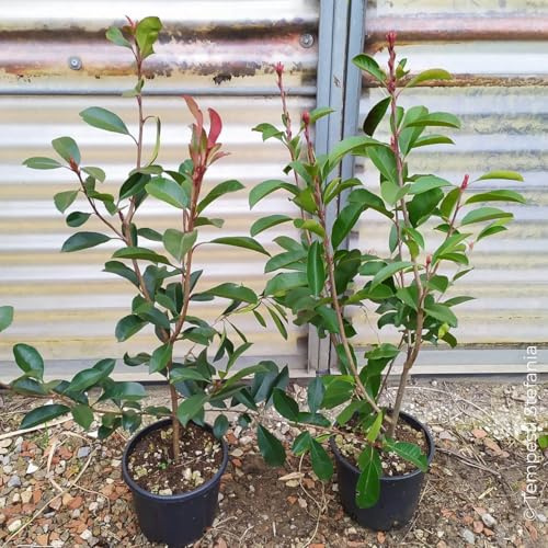 Photinia red robin, 4 piante alte 80/100 cm, vaso 18