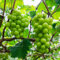 30 pcs weintrauben samen obst samen balkonpflanzen winterhart weinreben weinrebe, bonsai tree ökologische geschenke frisches obst topfpflanzen draußen winterhart säulenobstbäume hochbeet