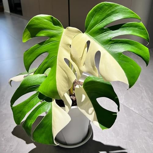 semi di monstera rari - rampicanti resistenti, balcone 5pcs