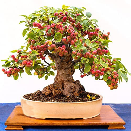 Melo Semi Di Mela Frutta Bonsai Fresco Bonsai Da Interno Piante Da Balcone Semi Di Albero Perenne Resistente Colonna Frutta Collettore Di Mele Piante Da Giardino Mini Piante Giardino 50 Semi Di Melo