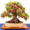 Melo Semi Di Mela Frutta Bonsai Fresco Bonsai Da Interno Piante Da Balcone Semi Di Albero Perenne Resistente Colonna Frutta Collettore Di Mele Piante Da Giardino Mini Piante Giardino 50 Semi Di Melo