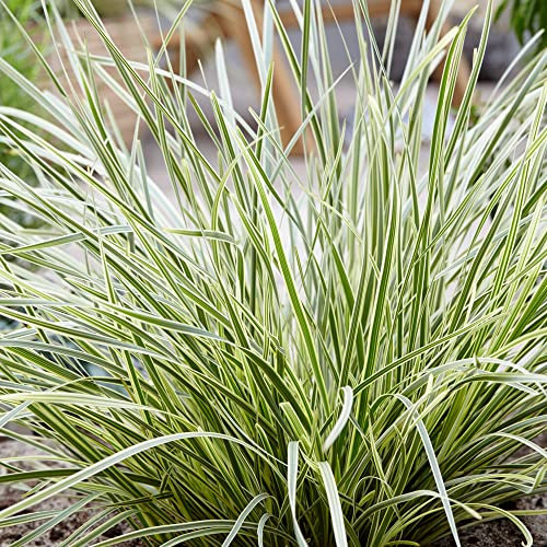 Lomandra White Sands | Hardy Evergreen Perennial Garden Plant in 9cm Pot | Outdoor Plants with Variegated Foliage | Garden Ready Plant for Bedding and Borders (20-30cm Incl. Pot)