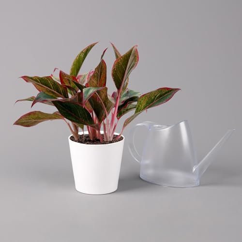 Aglaonema 'Crete', mit Übertopf Dallas weiß, Topf-Ø 12 cm