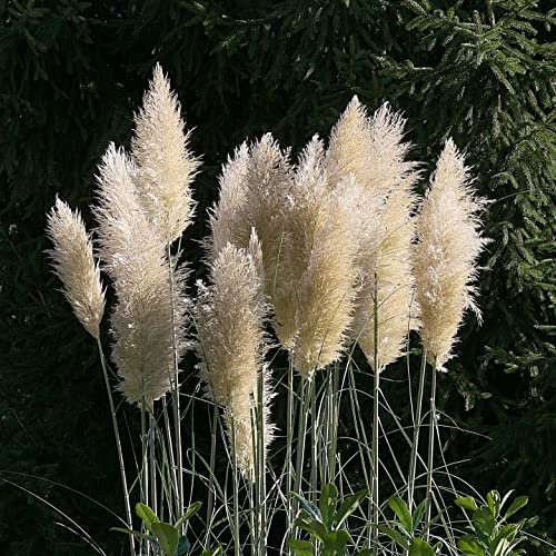 Pampasgras (weiß, 3er-Set) - Cortaderia selloana 'Pumila'- Höhe ca. 30 cm, Topf-Ø 17 cm