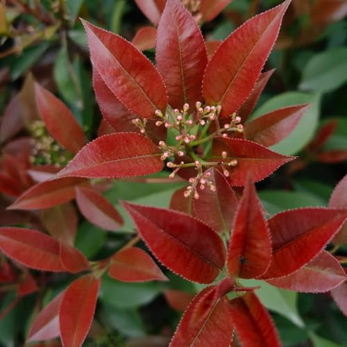 500 piezas Semillas de Níspero Red Robin regalo de jardín semillas de variedades antiguas Photinia Fraseri regalos para jardineros regalos para los amantes del jardín plantas maceta