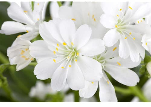 Lewisia cotyledon – Porzellanrösschen – Bitterwurz, weiß - im Topf 11 cm, in Gärtnerqualität von Blumen Eber - 11 cm