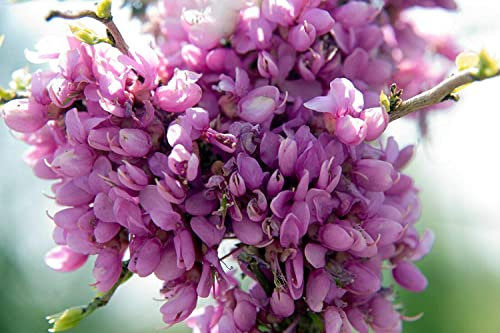Chinesischer Judasbaum Cercis chinensis 'Avondale' Pflanze 15-20cm Rarität