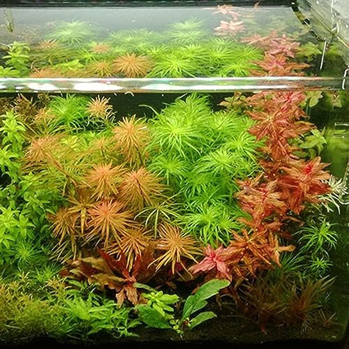 PERZOE 300/500 piezas de semillas de plantas de agua raras, decoracion de tallo de hierba de musgo subacuático para acuario estilo mixto 500 piezas