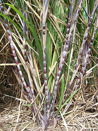 10 Semi di Saccharum Officinarum Zuckerrohr
