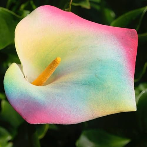 Calla Lily Bulbs for Planting Now UK Ornamental Perennial Excellent Display Plant Bulbs Greening Flower Good for Containers Natural Organic Easy Plant-2bulbs-A