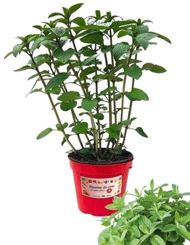 P. Piantine da Orto | Menta Valdostana, Pianta in Vaso Diametro 14 cm, Pianta Pronta per il Trapianto, Pianta Vera da Esterno, Piantina Aromatica per Balcone o Terrazzo, Vivaio Italiano