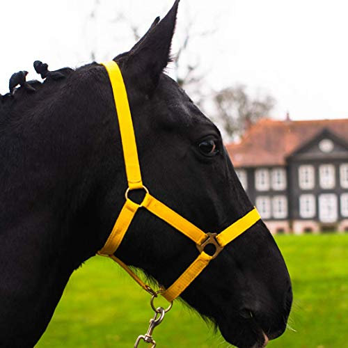 Halfter für Pferd Warmblut, Vollblut, Kaltblut – Stallhalfter, Weidehalfter, 2 Fach verstellbar an Kinnriemen und Genickstück, sicher & reißfest (Gelb, Kaltblut)