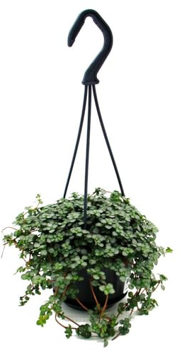 Exotenherz - Pflegeleichte Mini-Ampelpflanze - Pilea glauca - Blaue Kanonierblume