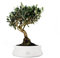 Olivo Bonsai Altezza 45 cm, Pianta Vera, Pianta da Interno ed Esterno - Vaso Artigianale di Terracotta - Bianco Space