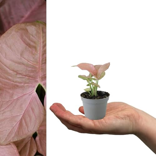 Syngonium Neon Robusta - Arrowhead Plant in 6cm Pot - Mini Indoor Plant - Pink Coloured Houseplant (1 Plant)