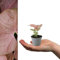 Syngonium Neon Robusta - Arrowhead Plant in 6cm Pot - Mini Indoor Plant - Pink Coloured Houseplant (1 Plant)