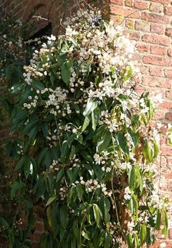 Clematis armandi | Clematis (Group 1) (syn. Clematis armandii) | 2 lt Pot (60cm Cane) | Climbing Plants | Plant Theory