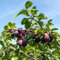 20 Pcs Pflaumenbaum Samen - Pflaumen - Spalierobst Plant Dekopflanzen Zwetschgen Frisch Obstbäume Deko Pflanzen Bio Saatgut Bonsai Bäumchen Kaufen Winterfeste Pflanzen Für Balkon Bonsai