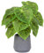 LUWENER Artificial Potted Green Leaf Plant in Pot,13.3 in/35 cm tall Fake Foliage Greenery Plant for Office Bathroom Home Desk Decoration(Candle leaf)