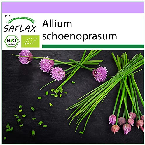 SAFLAX - Ecológico - Cebollino - 250 semillas - Allium schoenoprasum