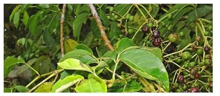 Pcs - 10x Turpinia Thuja Occidentalis Bush Tree Garden Plants - Seeds B5 Plants Shop Samenbank Pfullingen Patrik Ipsa