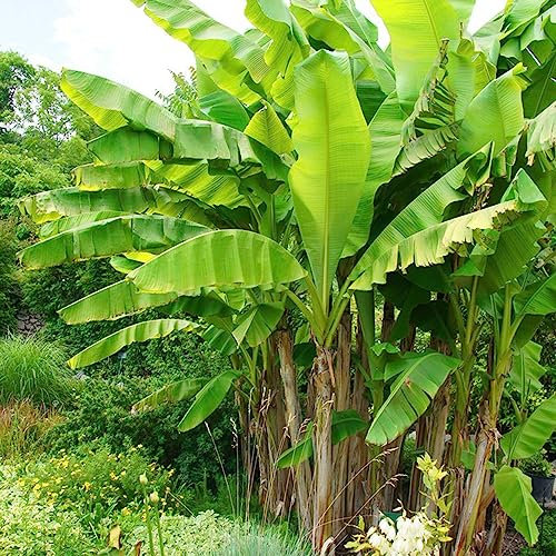 100 pcs bananensamen winterhart exotische früchte topfpflanzen draußen winterhart bananenbaum bananen samen,Musa sikkimensis, dekoration wohnzimmer winterharte balkonpflanzen obst