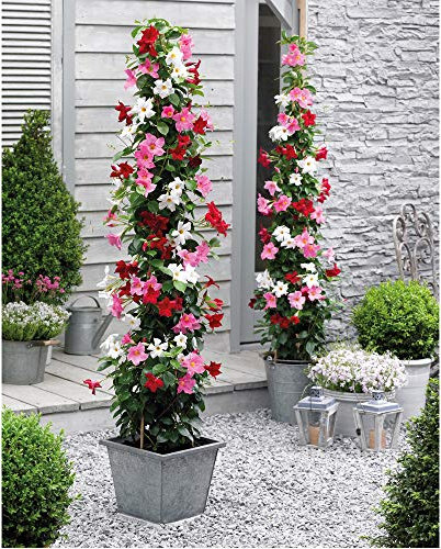 Flowering Patio Plant Evergreen Climbers Perfect for Growing in Pots with a Bright and Cheerful Colours, 3 x Mandevilla Plants in 10.5cm Pots by Thompson and Morgan