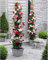 Flowering Patio Plant Evergreen Climbers Perfect for Growing in Pots with a Bright and Cheerful Colours, 3 x Mandevilla Plants in 10.5cm Pots by Thompson and Morgan
