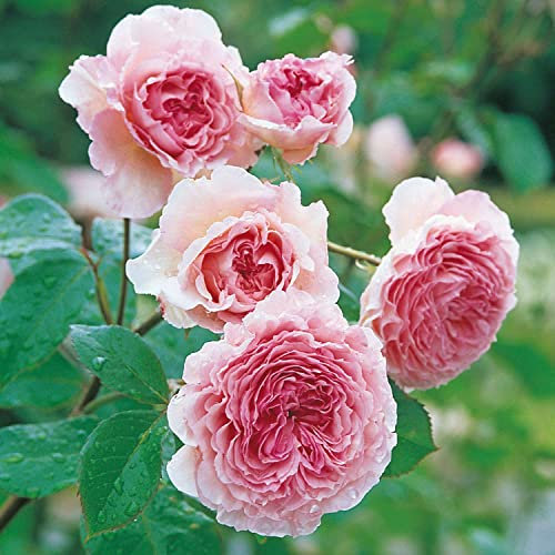David Austin-Rose 'James Galway®'