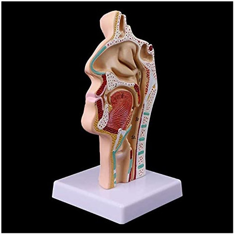 TONZN Nasenanatomie Werkzeug Halsmodell Modell Arzt menschliche Anatomie Lehre