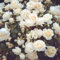 Seeds White Climbing Rose Seeds Agrant Pure White Real 100 Seeds: Only Seeds