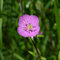 100 pcs Nachtkerze Samen Mehrjährig, kräuter saatgut, steingartenpflanzen winterhart Nachtkerze Pflanze - Oenothera biennis kräuter samen, saatgut pflanzen samen indoor, pflanzen winterhart