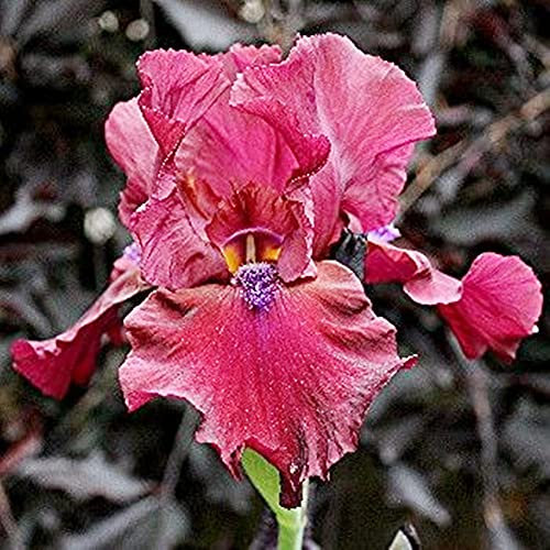 Bulbi iris, rizoma, Bellissimo valore ornamentale di piante in vaso, Colorato-1, 6rizomas