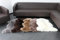 Andreas Dell Premium Echtes Schaffell in Weiß Naturfell Lammfell ca. 100-110 cm Teppich Fell Schafspelz Sheepskin Bettvorlager Sitzfell
