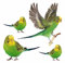 AdriLeo - Aufkleber 4er-Set – grüner Wellensittich - Deko Autoaufkleber Sticker Vogel Papagei