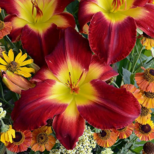 Hemerocallis, Taglilie, Bulbi hemerocallis, Taglilie Bulbi, Erbacea perenne, Hemerocallis fulva, Fiori da piantare, Possono essere piantati in vaso or a terra