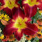 Hemerocallis, Taglilie, Bulbi hemerocallis, Taglilie Bulbi, Erbacea perenne, Hemerocallis fulva, Fiori da piantare, Possono essere piantati in vaso or a terra