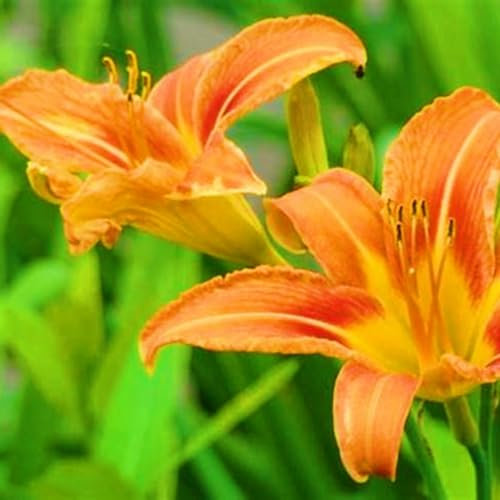 Taglilienzwiebeln-Winterhart MehrjäHrig,Taglilien Pflanzen,Taglilien Zwiebeln Winterhart MehrjäHrig,Hemerocallis Knollen,Bonsai Pflanze,Winterharte Stauden