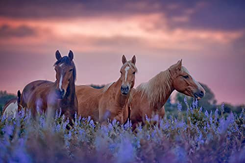 Papier Peint Photo INTISSÉ-CHEVAUX-250x186 cm-(4153AE)-Nature Paysage Cheval Poney Fleurs Lavande Animaux Colle Inclus Mural Décor Motif Poster Géant Stickers Muraux Optique Moderne Fond Effet