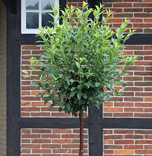 Hochstamm Kugel Robinie Umbraculifera 80-100cm - Robinia pseudoacacia - lebende Gartenpflanze aus den Baumschulen
