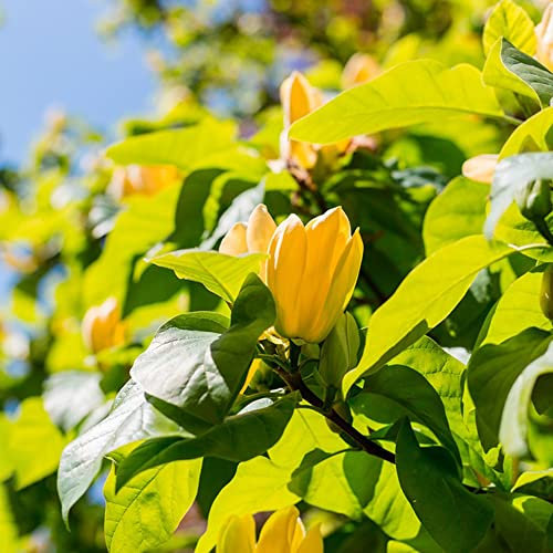 Magnolien Samen Magnolienbaum Winterhart Pflanzen Garten Zimmerpflanzen Baumsamen Winterharte FüR Balkon Magnol Geschenk Blumen Gartendeko FüR DraußEn Baumsamen 30 Magnolienbaum Im Topf Saatgut Gelb