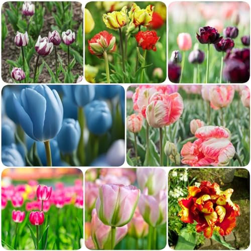 6 pcs tulpenzwiebeln winterhart - winterharte stauden mehrjährig tulpen zwiebeln,tulpenzwiebel, flower winterlinge zwiebeln winterhart mehrjährig pflanztöpfe