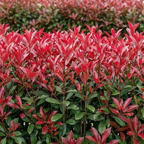 Photinia fraseri Carré Rouge 6er Heckenpflanzen Set – 1lfm – immergrün grün-rot – 17cm Höhe ca.55cm – Glanzmispel Sichtschutz für Garten, Beet, Terrasse & Balkon
